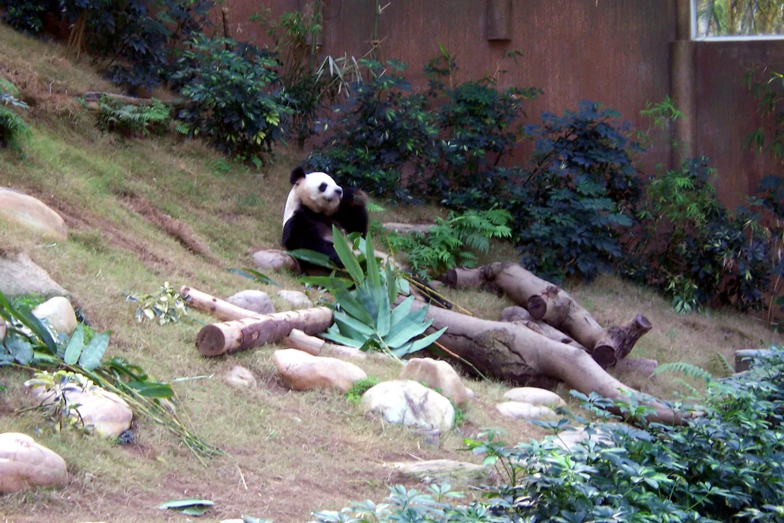 A giant panda sitting on a grassy slope among logs and bamboo